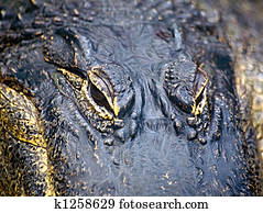 Alligator eyes