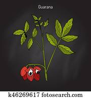 Guarana branch with fruit and leaves Guarana branch with fruit and leaves