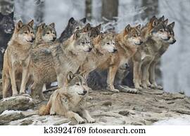 um, pacote, de, lobos