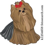 Yorkie