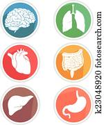 Human Body Organs Icon