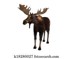 moose moose