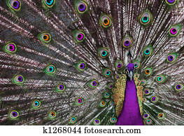 Psychedelic Peacock 1 Psychedelic Peacock 1