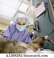 Veterinary Surgery Veterinary Surgery