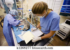Veterinary Surgery Veterinary Surgery