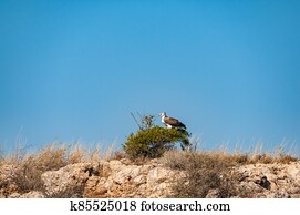 Immature martial eagle, Polemaetus bellicosus, in the Kgalagadi