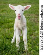 lamb1 lamb1