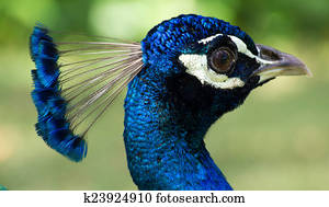 Peacock Peacock
