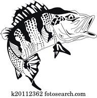 Brazilian fish tucunar