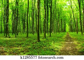 forest forest