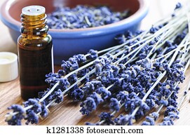 lavanda, erva, e, óleo essencial