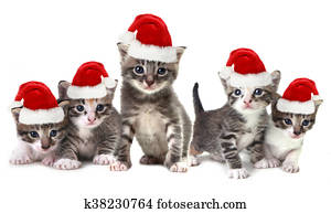 natal, gatinhos, desgastar, chapéu vermelho, branco