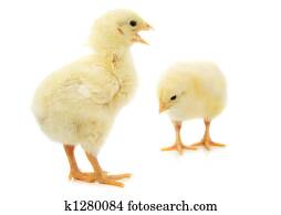 two yellow chicks