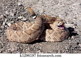 Diamondback Rattlesnake Diamondback Rattlesnake