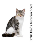 European Shorthair Cats Stock Photo K3189999 Fotosearch
