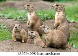 Prairie dogs Prairie dogs