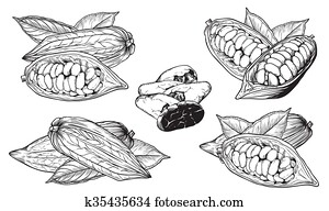 チョコレート ココア 豆 Illustration 刻まれる スタイル Illustration Sketched 手 引かれる カカオ 豆 木 Leafs そして Branches クリップアート 切り張り イラスト 絵画 集 K Fotosearch