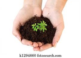 Soil and young plant in hands