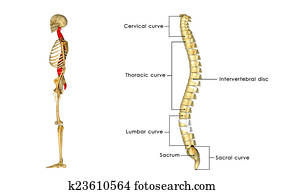 Spinal cord Spinal cord