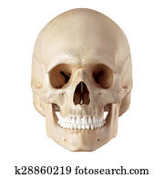 Human Skull Clip Art and Stock Illustrations. 13,505 human skull EPS