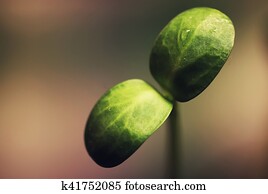 box with small sprout from seeds box with small sprout from seeds