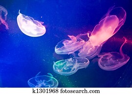 Coloured Jellyfish Coloured Jellyfish