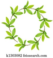 Garland of Bay Leaves Garland of Bay Leaves