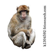 Isolated Monkey on white Isolated Monkey on white