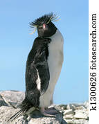 Macaroni penguin