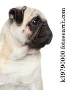 Pug portrait Stock Photograph | k3355316 | Fotosearch