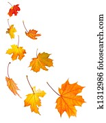 baixa licenças maple, fundo