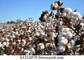 Cotton Field Cotton Field