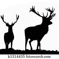 Deer Deer