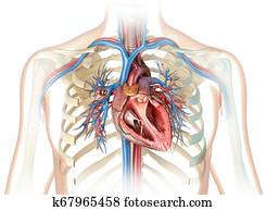 Human heart cross-section with vessels and bronchial tree.