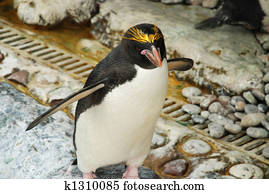 Macaroni penguin