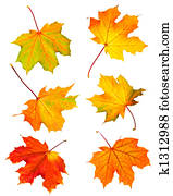 נפול אדר עוזב