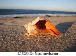An Orange Whelk Shell on the Beach.