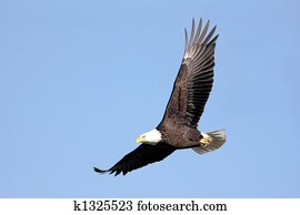 Bald Eagle In Flight Bald Eagle In Flight