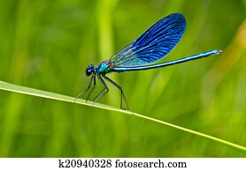 dragonfly dragonfly