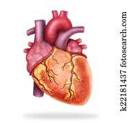 解剖学 イラストギャラリー 1000 解剖学 アート Fotosearch