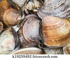淡水蛤全部種類的相片 1000 淡水蛤圖片 Fotosearch