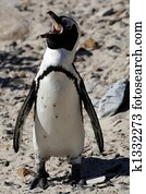 african penguin spheniscus demersus 