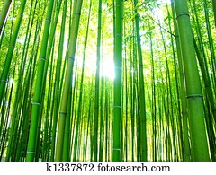 giant bamboos forest giant bamboos forest