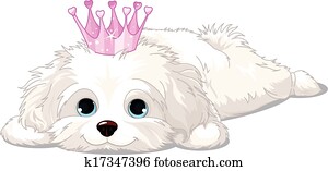 Havanese Puppy with crown Havanese Puppy with crown