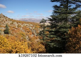 Ponderosa Kiefer Baum Stock Fotos | 522 Ponderosa Kiefer Baum Bilder