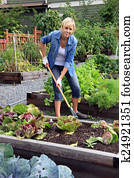 Woman vegetable garden Woman vegetable garden