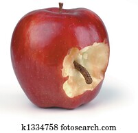 wormy apple wormy apple