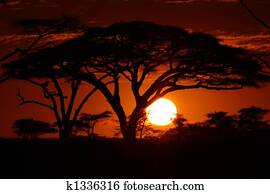 אפריקה, סאפארי, שקיעה, ב, עצים