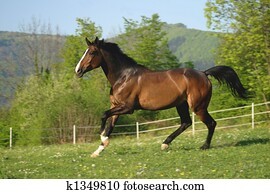 cavalo, ligado, pasto