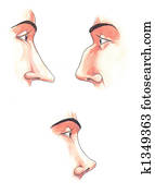 corporal, parts:, narizes